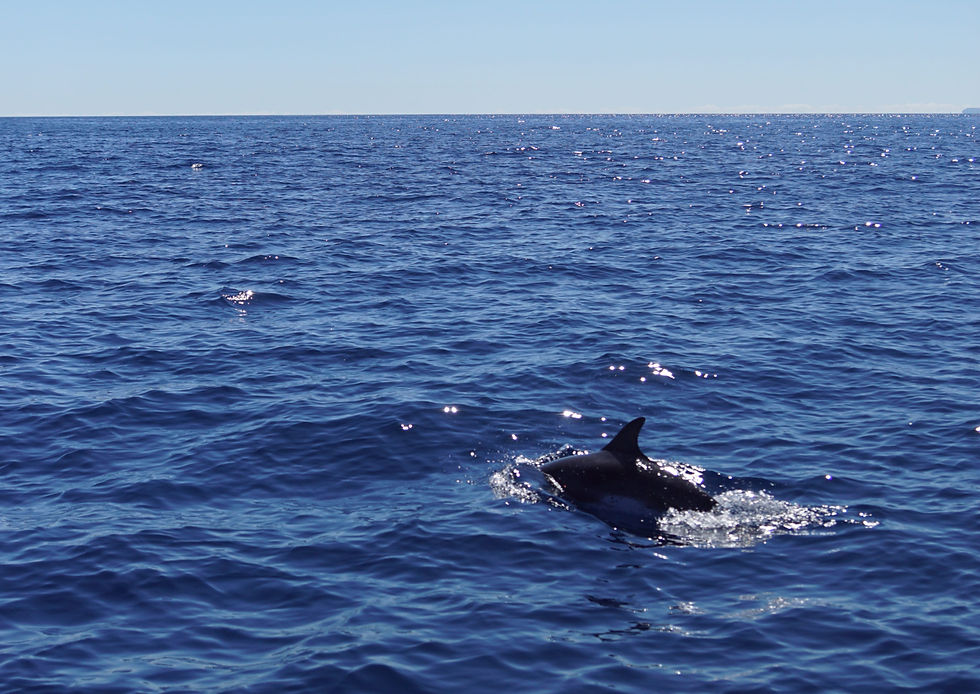Observation de dauphins et baleines lors d'une semaine à Madère
