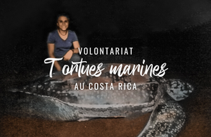 Volontariat pour la protection des tortues marines au Costa Rica