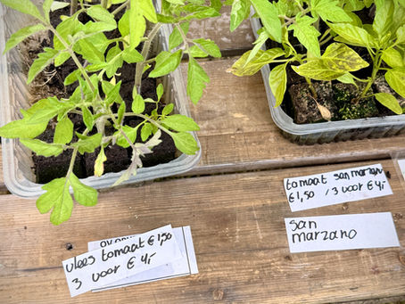 Blog 6: Zo verkoop je jouw stekjes succesvol op een markt