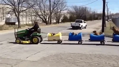 dogtrain.gif