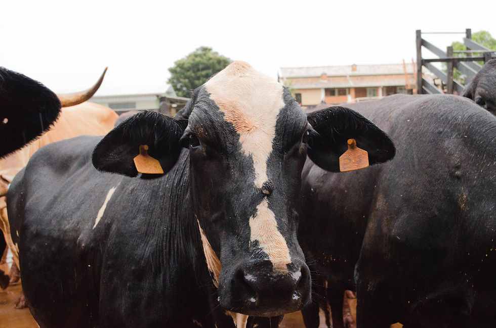 Vaca Leiteira