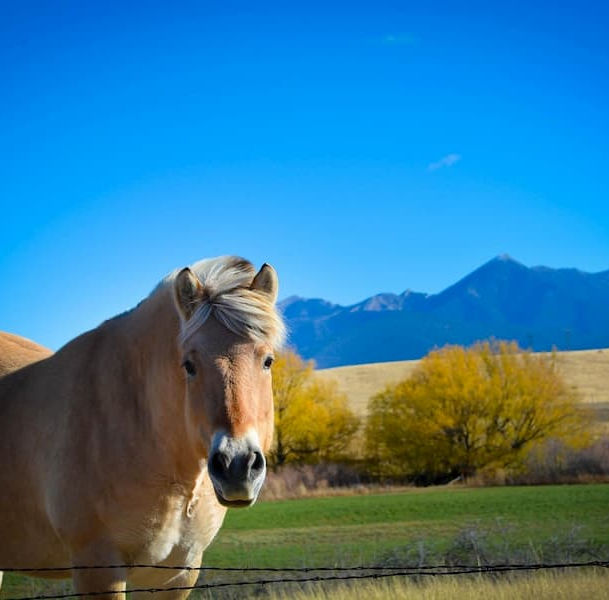 A+ montana bail bonds experienced baila agents