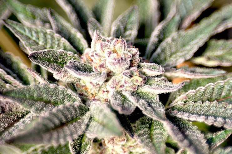 Cannabis cultivation reflecting the Montana lifestyle behind Yellowstoned