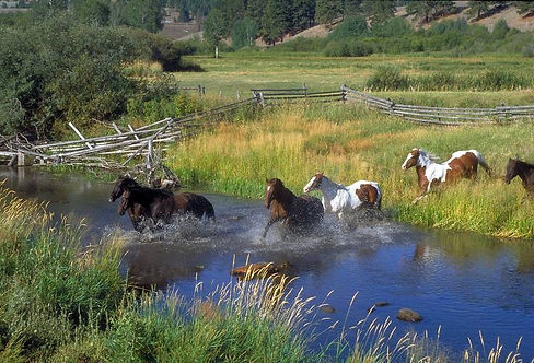Horses running through a green Montana river meadow