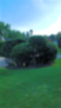 hedge-trimming-westchester-county-2.jpg