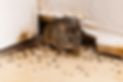 House mouse emerging from a wall opening during a rodent infestation in a Long Island home. Supra Exterminator provides professional rodent control and exclusion services throughout Nassau County and Western Suffolk County.