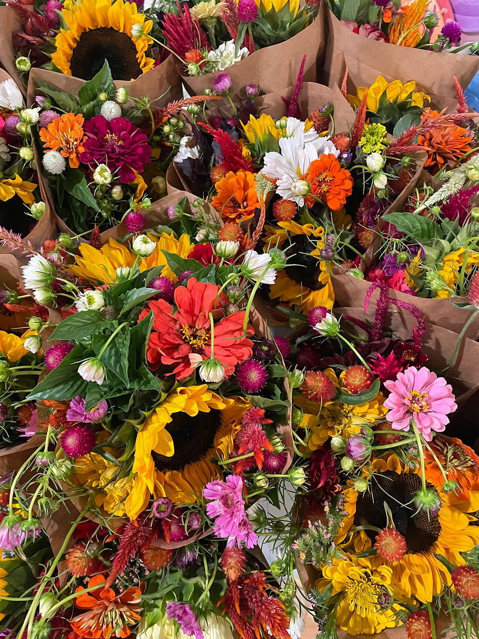 The Schneider Wedding (Private Event)