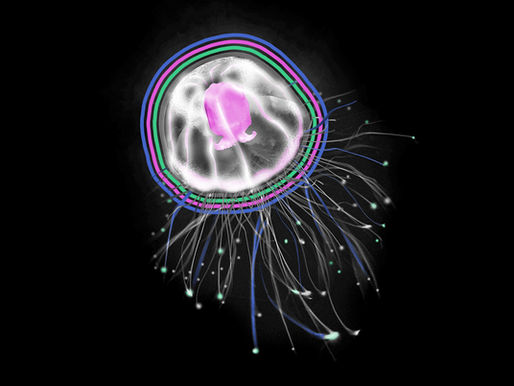A jellyfish that’s considered to be biologically immortal