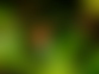 Science fact of the day: Stick insects are on all continents except one