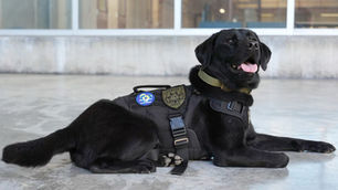 Police K-9’s specialty is sniffing out electronic devices