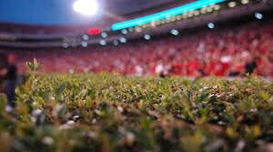Georgia announces plans Sanford Stadium’s iconic hedges