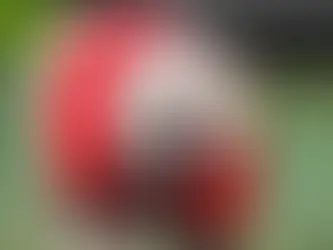 Uga XI to be introduced at 'Collaring ceremony'