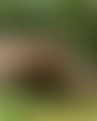 Homeschool Series at
Sandy Creek Nature Center