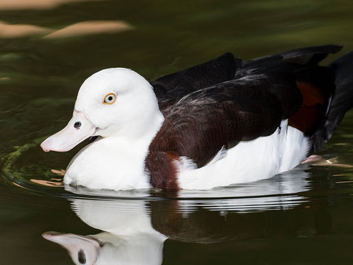 Science fact of the day: Radjah shelducks have a wingspan of 11 inches