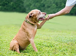 Dog Skill Training.png