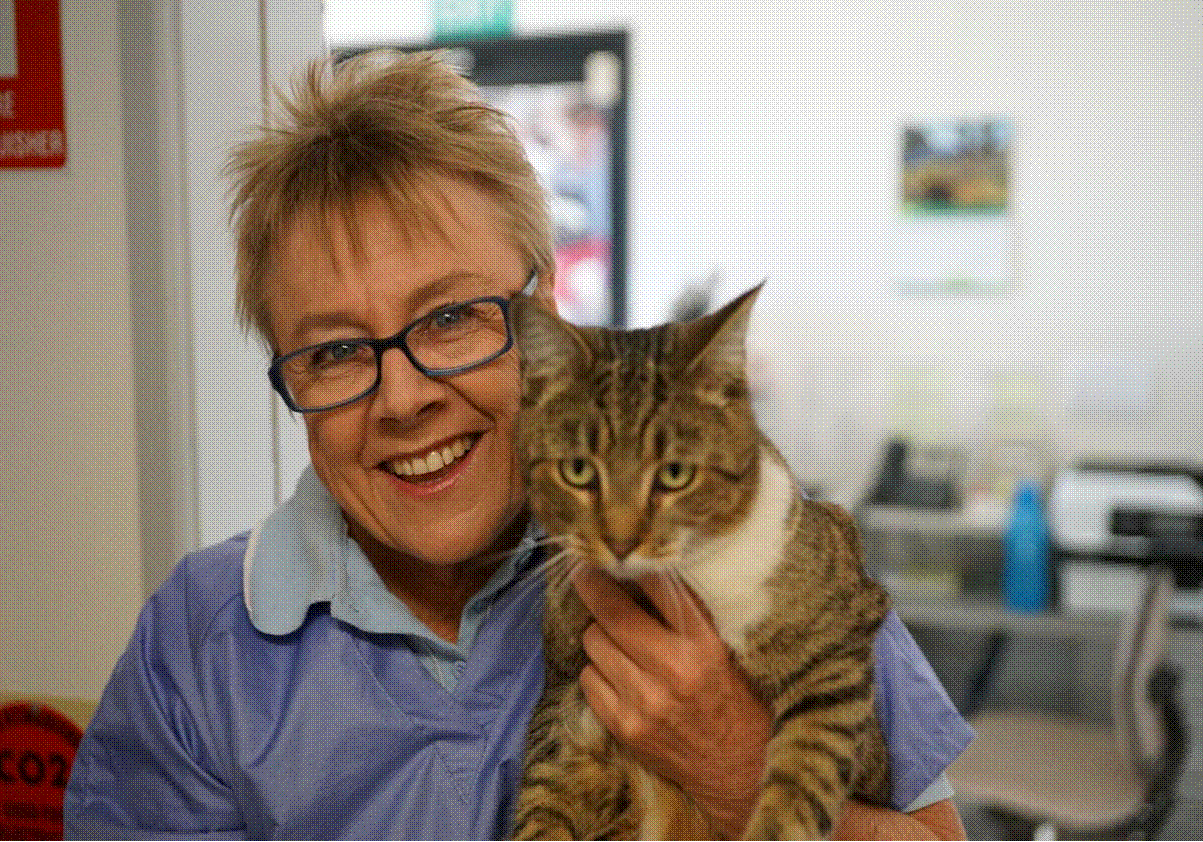 Dr Ann Luke Gunnedah Vet.gif