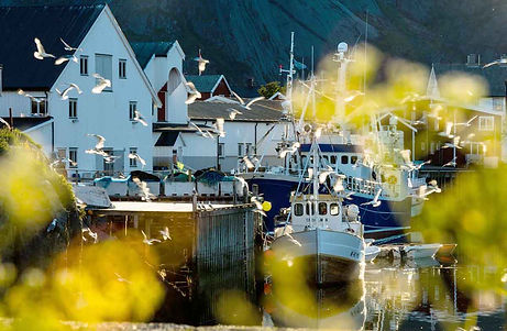 Stars_Reine-Lofoten-Mattias-Fredriksson-