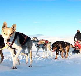 Geilo-husky-VisitNorway.com_nett.jpg