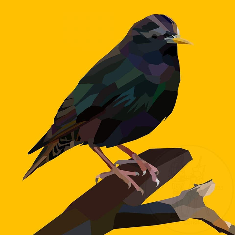 Starling