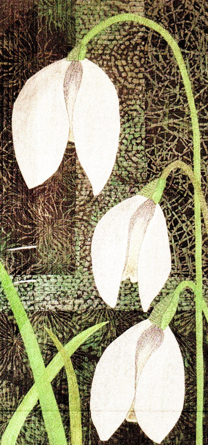 Fiona Brook