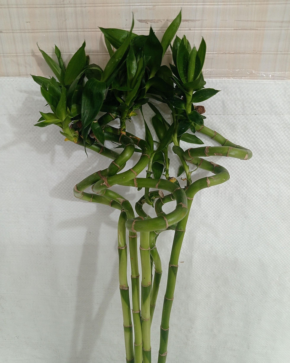 Spiral Stick Lucky Bamboo 90-100 cm Set of 3 Sticks