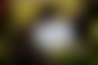 شعری از نادم