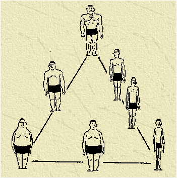 Endomorf (vänster), Mesomorf (upp), Ectomorf (höger), och några mitt emellan!