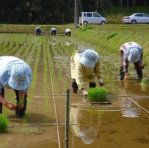 taue202.jpg