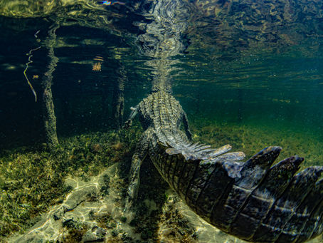 American crocodile in Caribbean waters – Alonso I. Rodríguez de la Parra
