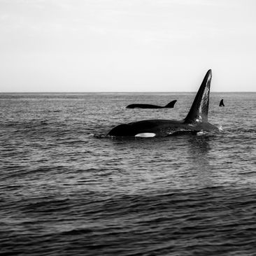 Swimming with orcas: between fascination and controversy