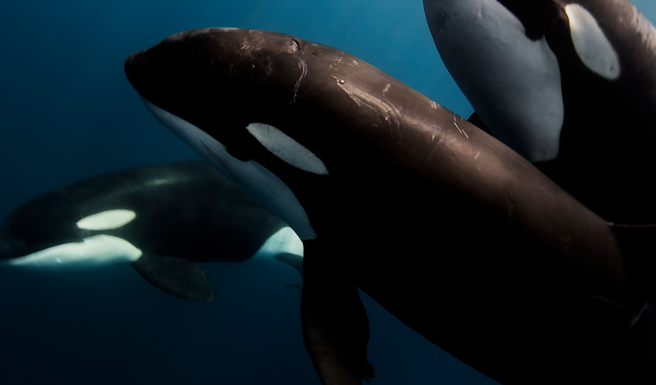 IMG_0968.JPG