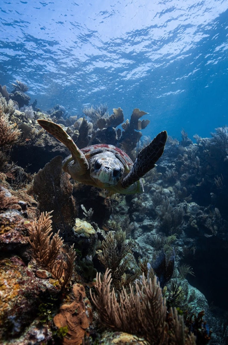 Tortuga en el arrecife - Alonso I. Rodríguez de la Parra