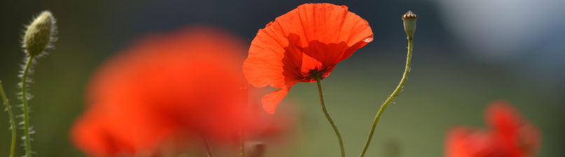 Büro Mohn 180 x 50.JPG