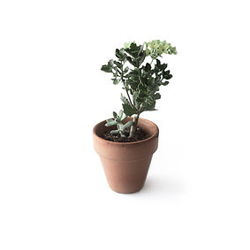Plant