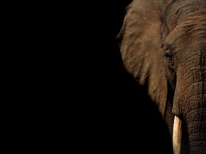 Povestea Elefantului: o poveste despre limitele pe care ni le impunem