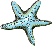 Étoile de mer