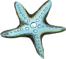 Estrela do Mar