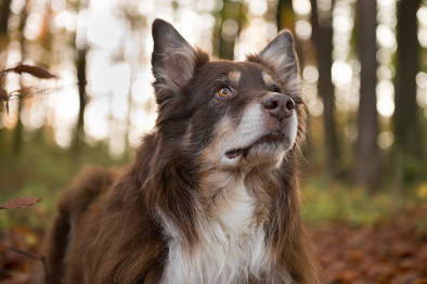 pferdefotografie horse photography pferde fotografie tierfotografie katze hund hundefotografie dog cat tierfotograf buchen mannheim mudau höpfingen walldürn pfote 