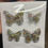 Thumbnail: Butterfly Magnets - Champagne