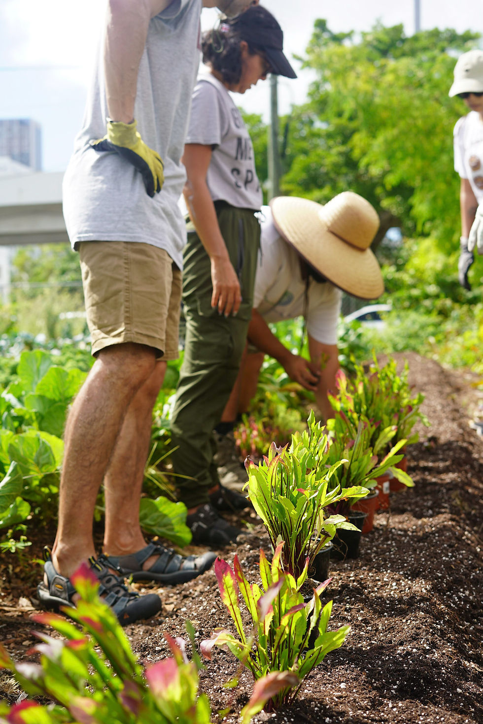 June Volunteer Day at Green Haven Project Garden