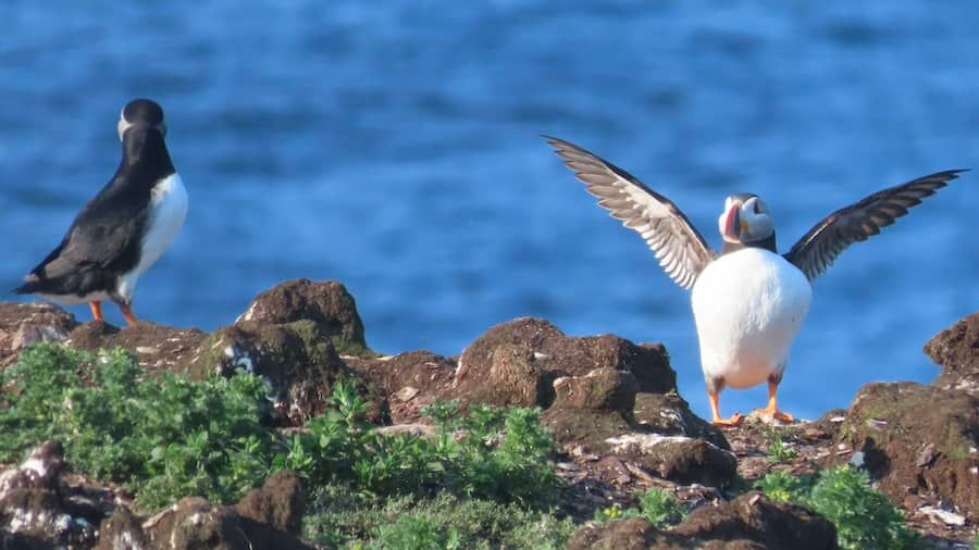 Exploring Elliston, Newfoundland