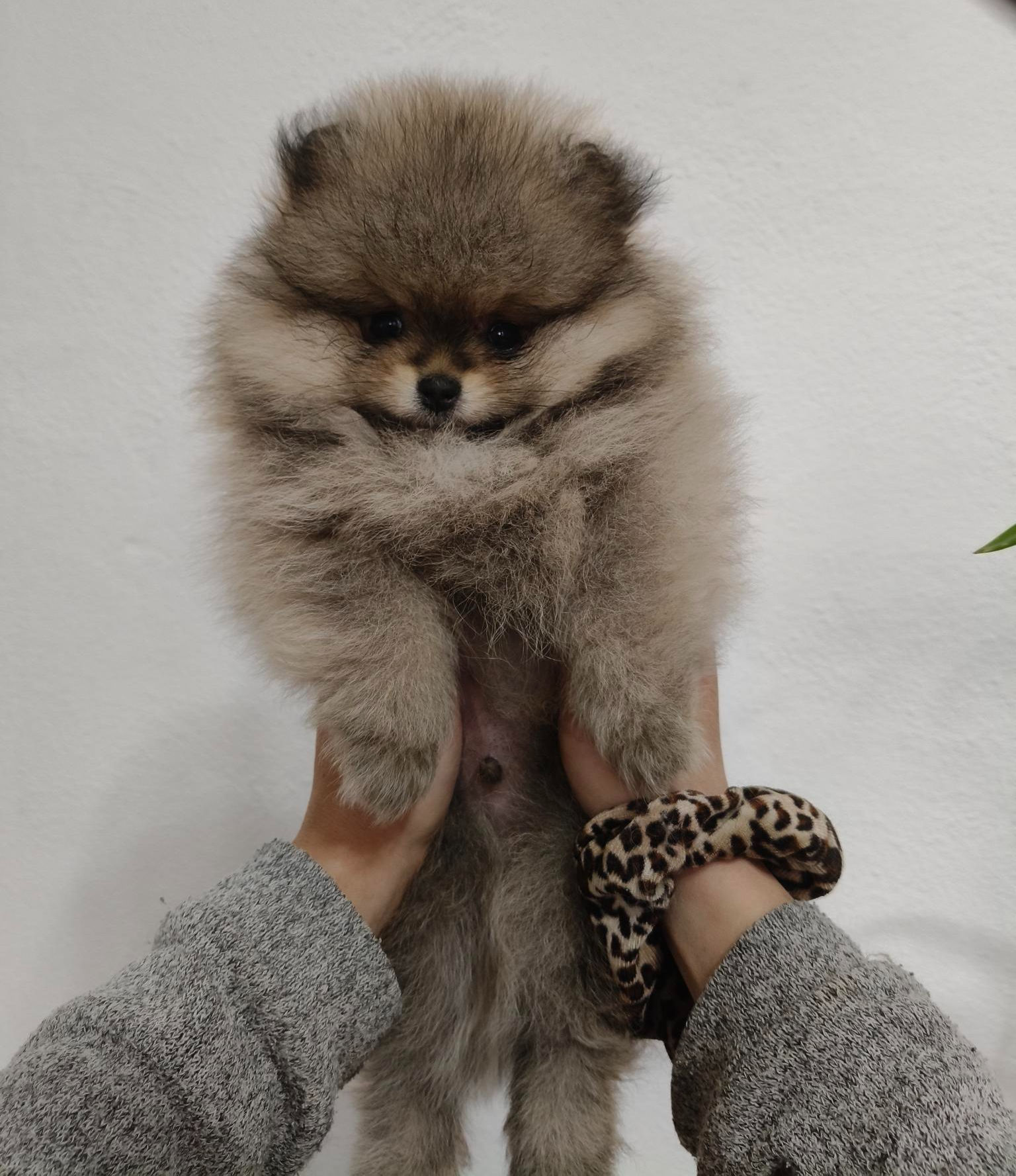 BOO