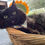 Thumbnail: Cat Bandanas