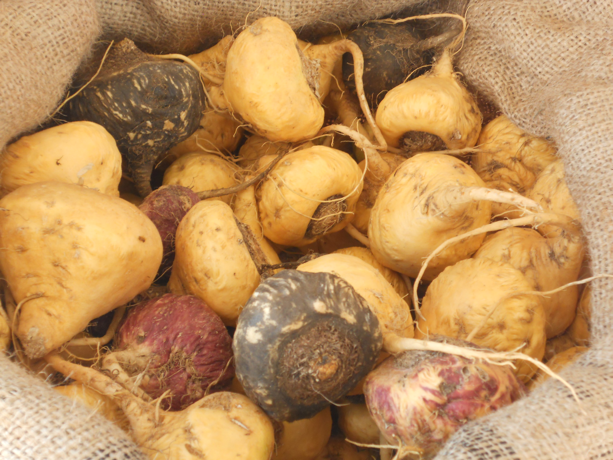 Maca Orgánica
