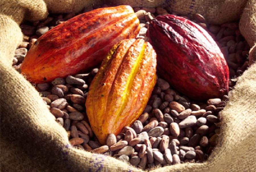 Cacao