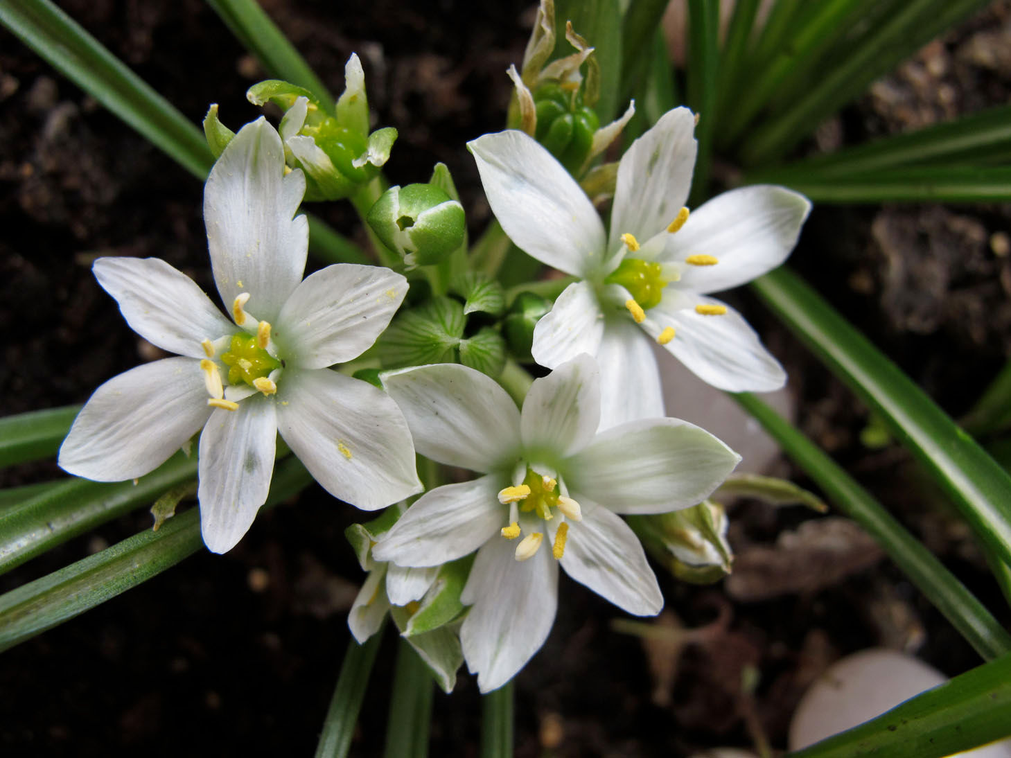 Star of Bethlehem