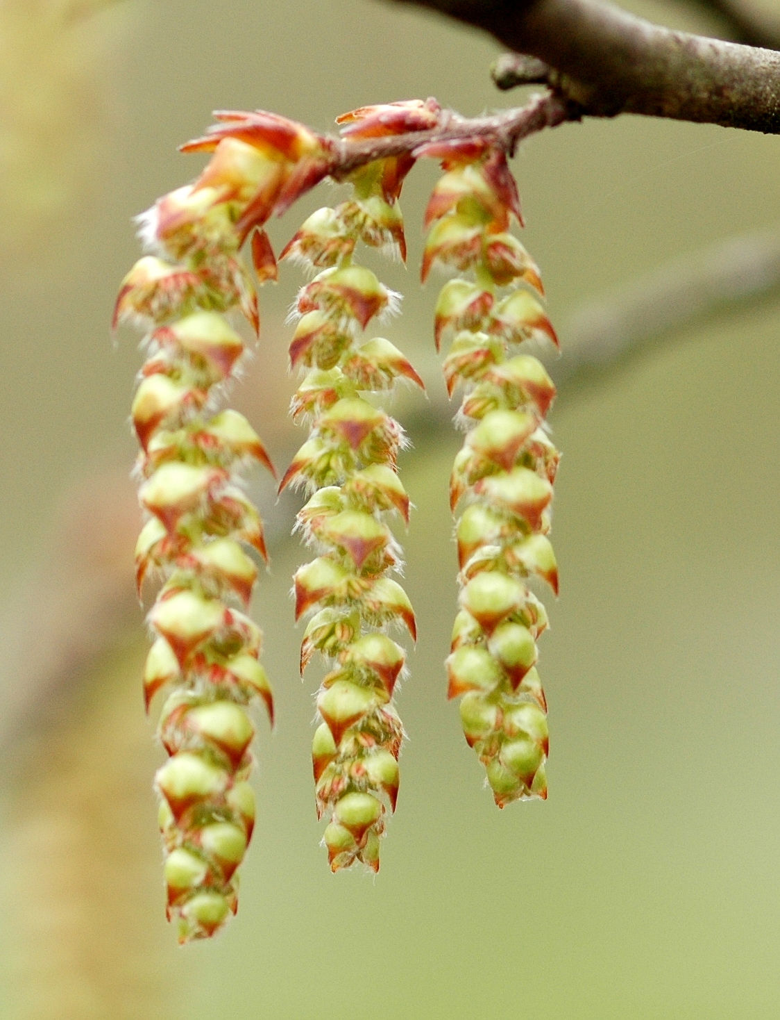 Hornbeam