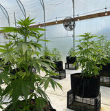 Cake Berry Brulee 2022.jpg