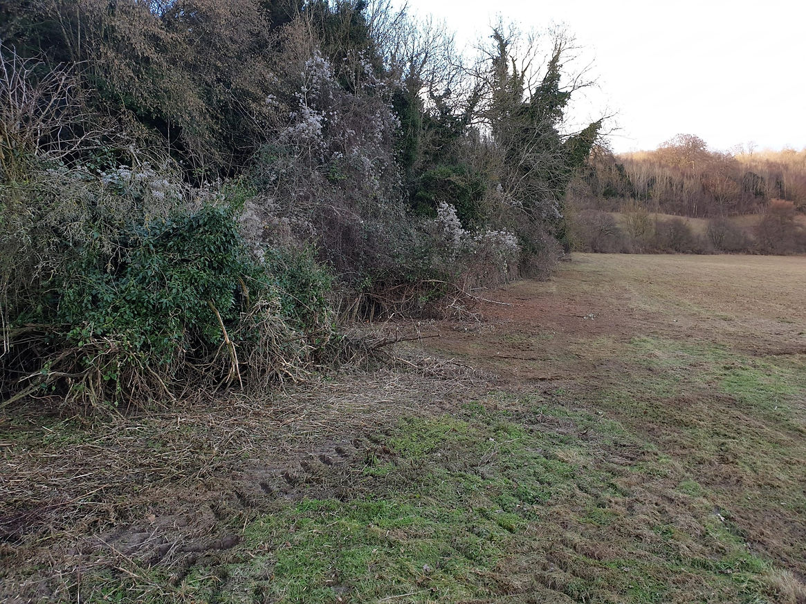 Field with tress and bushes along the side