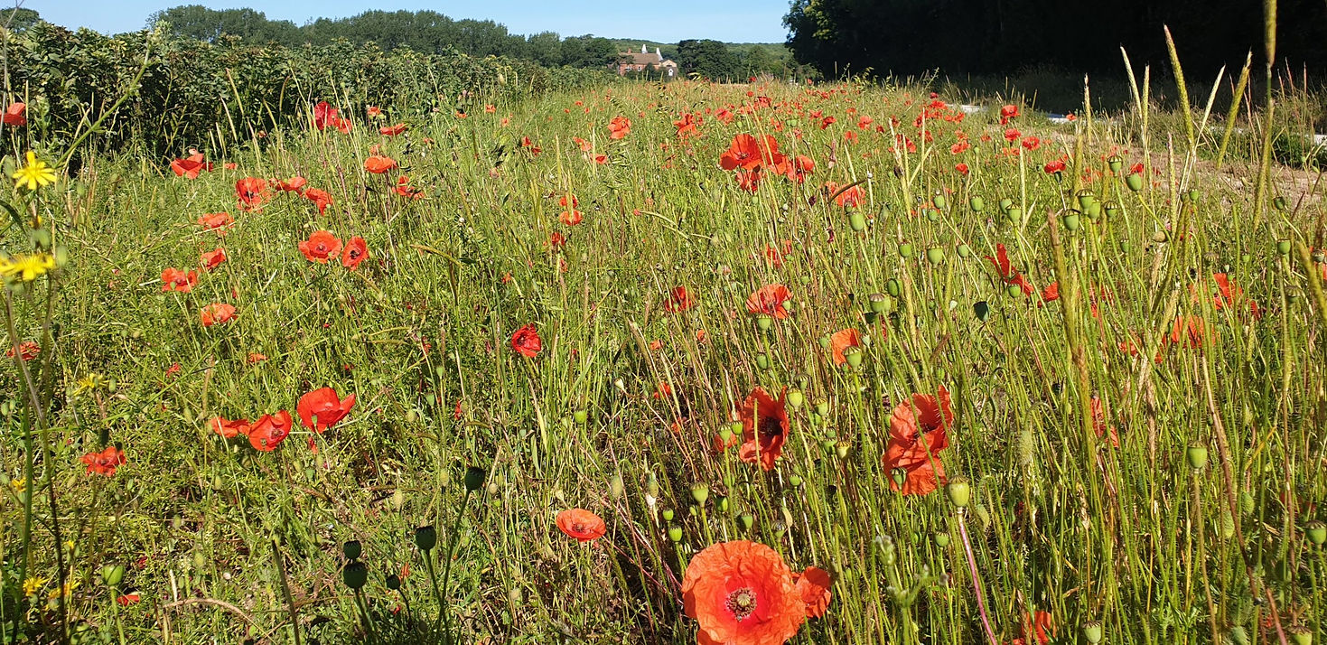 Poppies and wildflowers in a field